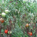 rosii in gradina Fabricat in Buzau