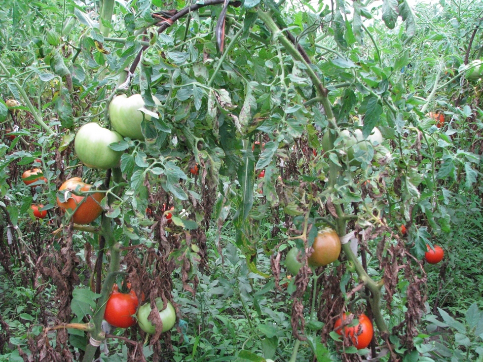 rosii in gradina Fabricat in Buzau